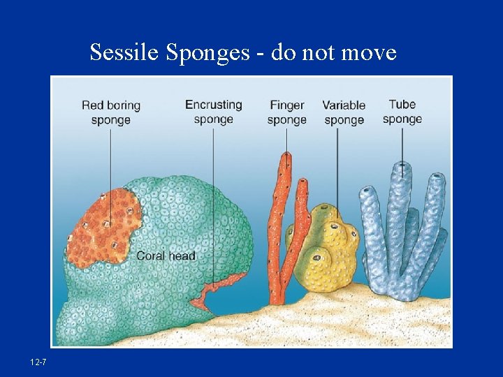 Sessile Sponges - do not move 12 -7 