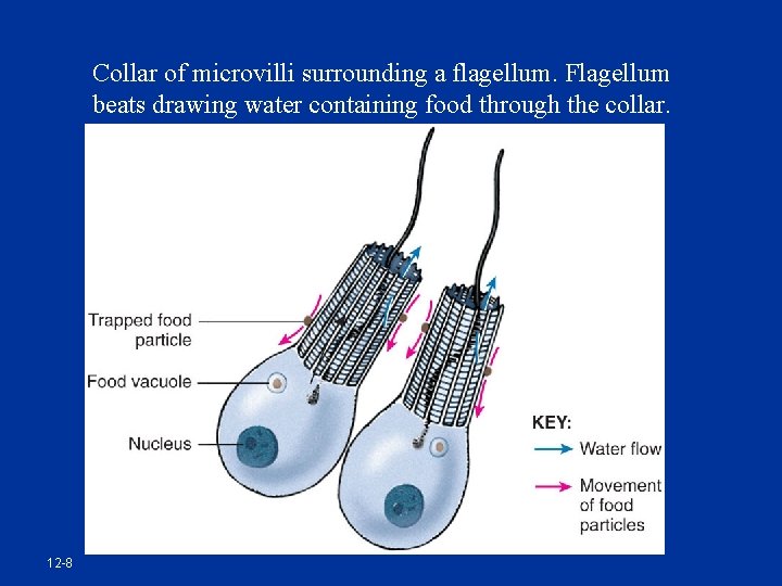 Collar of microvilli surrounding a flagellum. Flagellum beats drawing water containing food through the