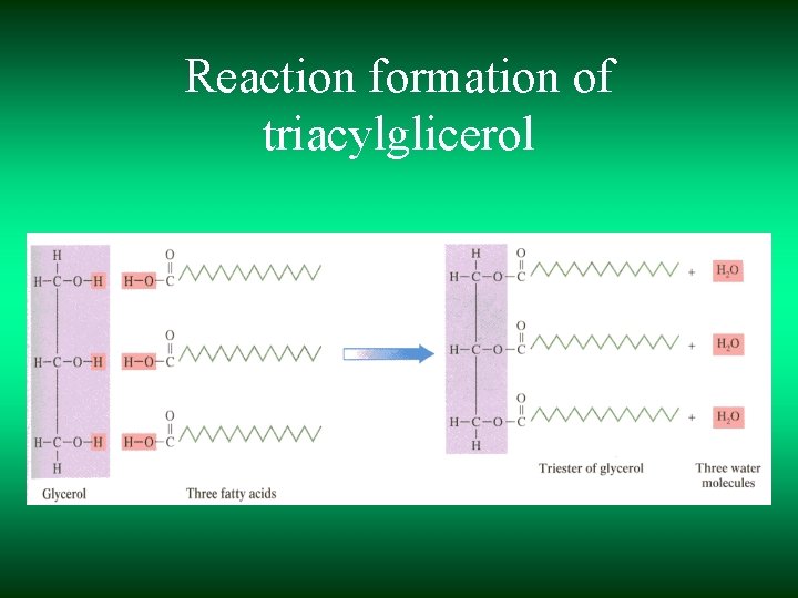 Reaction formation of triacylglicerol 