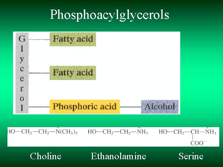 Phosphoacylglycerols Choline Ethanolamine Serine 