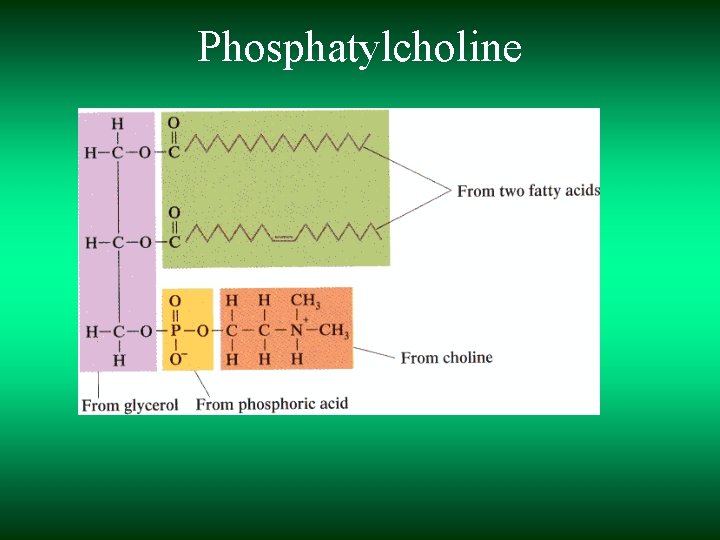 Phosphatylcholine 