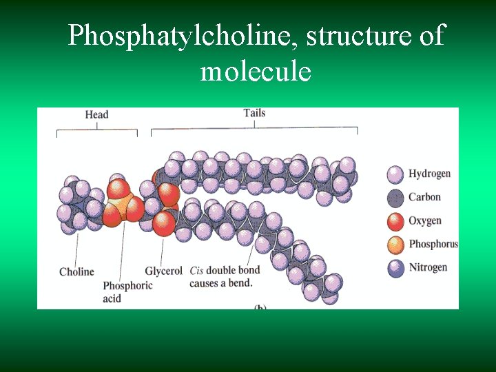 Phosphatylcholine, structure of molecule 