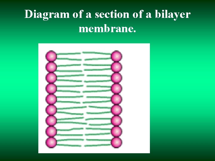 Diagram of a section of a bilayer membrane. 