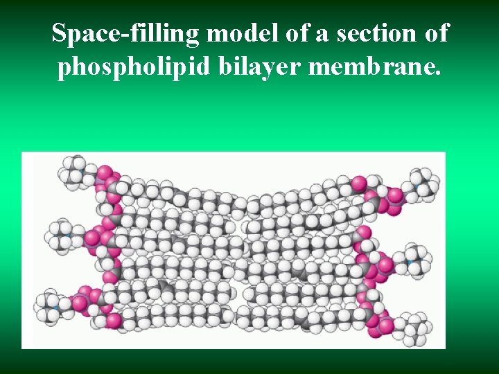 Space-filling model of a section of phospholipid bilayer membrane. 