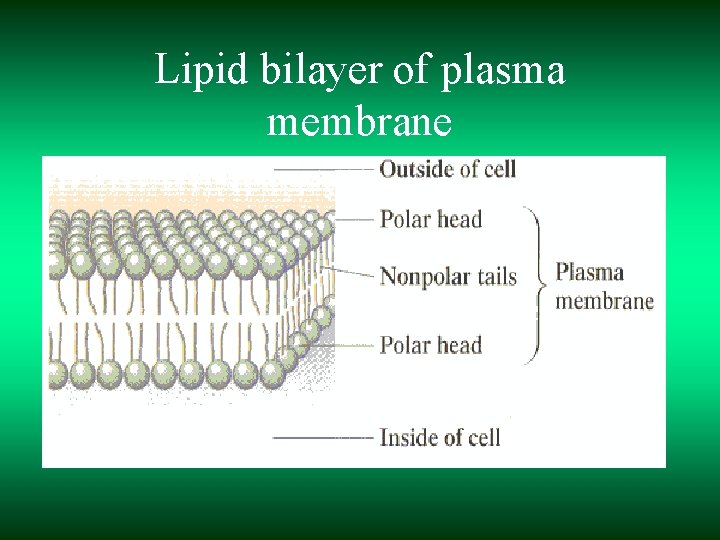 Lipid bilayer of plasma membrane 
