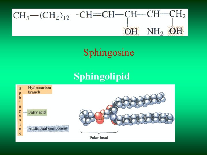 Sphingosine Sphingolipid 