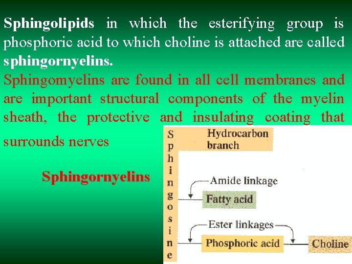 Sphingolipids in which the esterifying group is phosphoric acid to which choline is attached