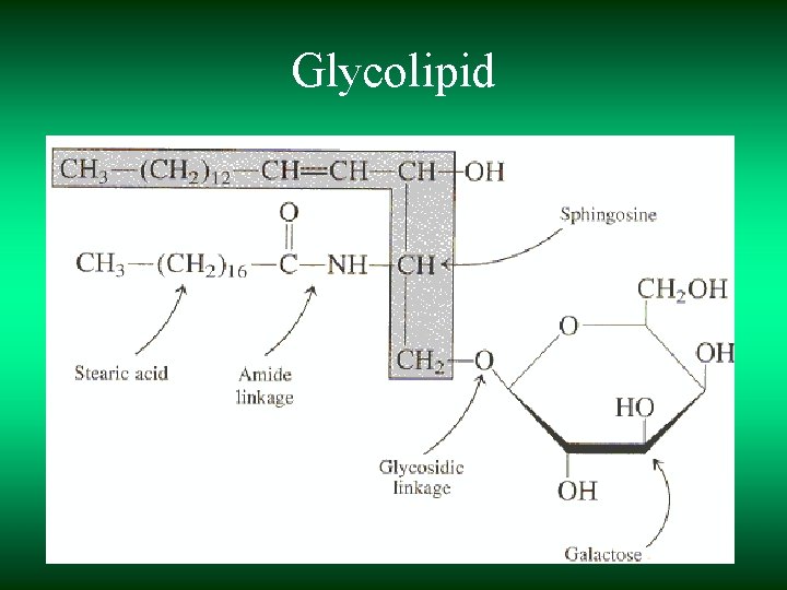 Glycolipid 