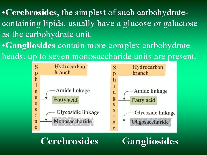  • Cerebrosides, the simplest of such carbohydratecontaining lipids, usually have а glucose or