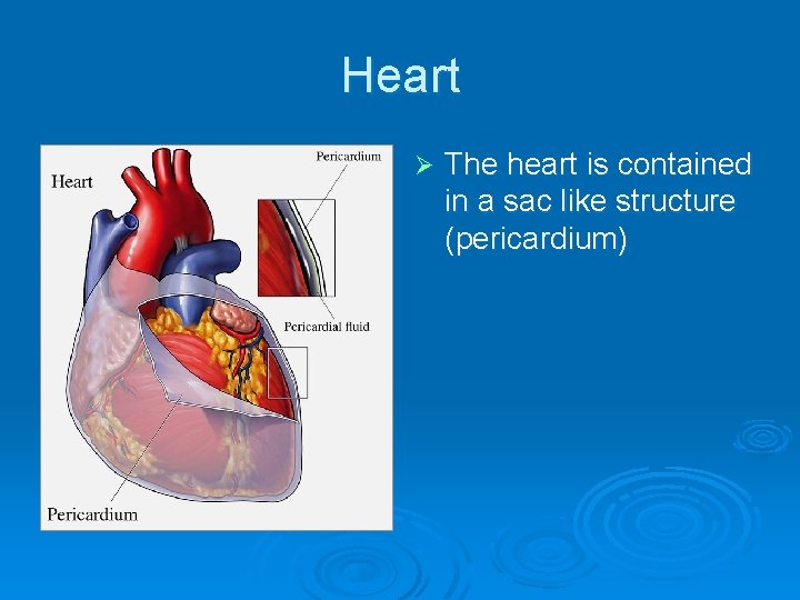 Heart Ø The heart is contained in a sac like structure (pericardium) Heart Ø The heart is contained in a sac like structure (pericardium)