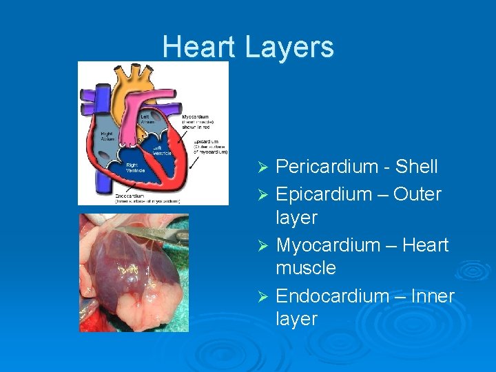 Heart Layers Pericardium - Shell Ø Epicardium – Outer layer Ø Myocardium – Heart Heart Layers Pericardium - Shell Ø Epicardium – Outer layer Ø Myocardium – Heart