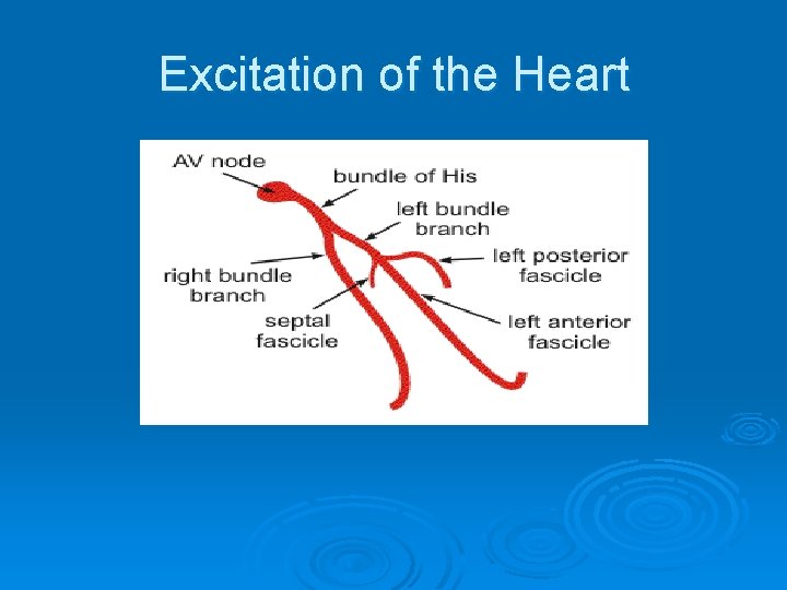Excitation of the Heart Excitation of the Heart