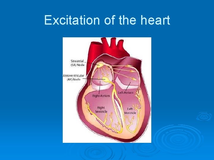 Excitation of the heart Excitation of the heart