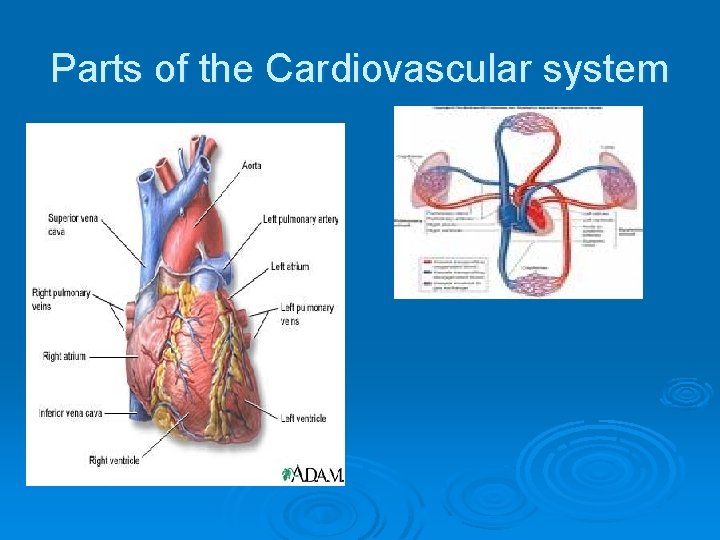 Parts of the Cardiovascular system Parts of the Cardiovascular system