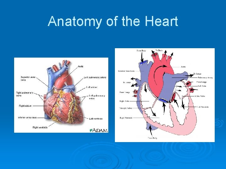 Anatomy of the Heart Anatomy of the Heart