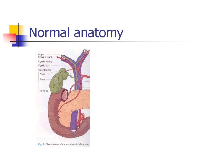 Normal anatomy 