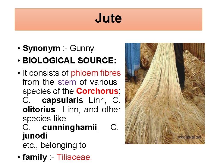 Jute • Synonym : - Gunny. • BIOLOGICAL SOURCE: • It consists of phloem