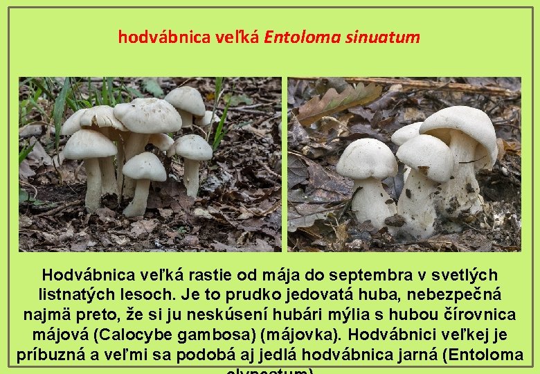 hodvábnica veľká Entoloma sinuatum Hodvábnica veľká rastie od mája do septembra v svetlých listnatých