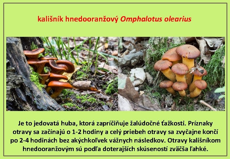 kališník hnedooranžový Omphalotus olearius Je to jedovatá huba, ktorá zapríčiňuje žalúdočné ťažkosti. Príznaky otravy