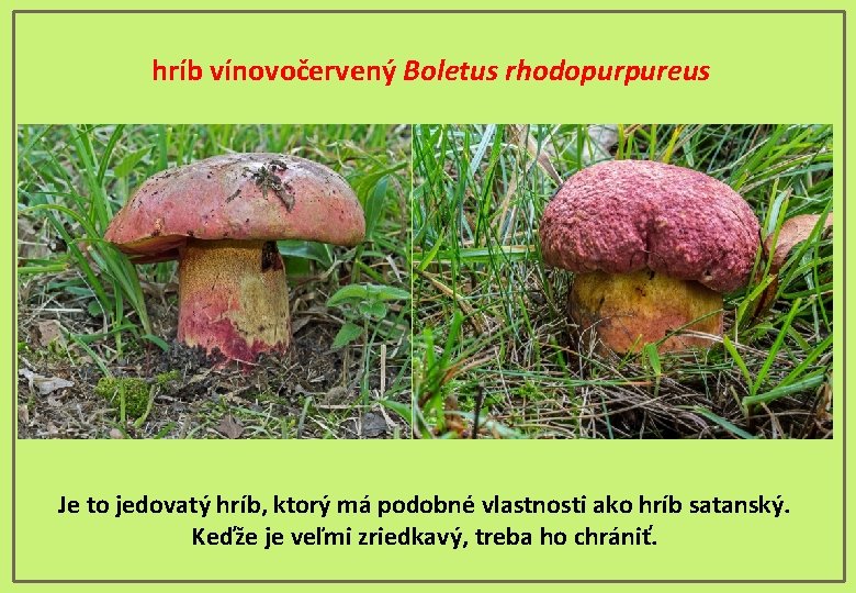 hríb vínovočervený Boletus rhodopurpureus Je to jedovatý hríb, ktorý má podobné vlastnosti ako hríb