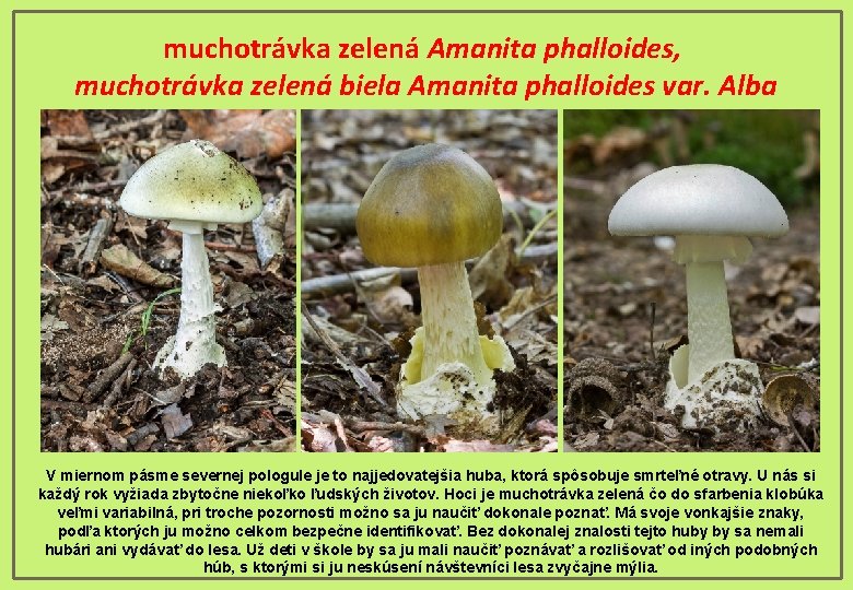 muchotrávka zelená Amanita phalloides, muchotrávka zelená biela Amanita phalloides var. Alba V miernom pásme