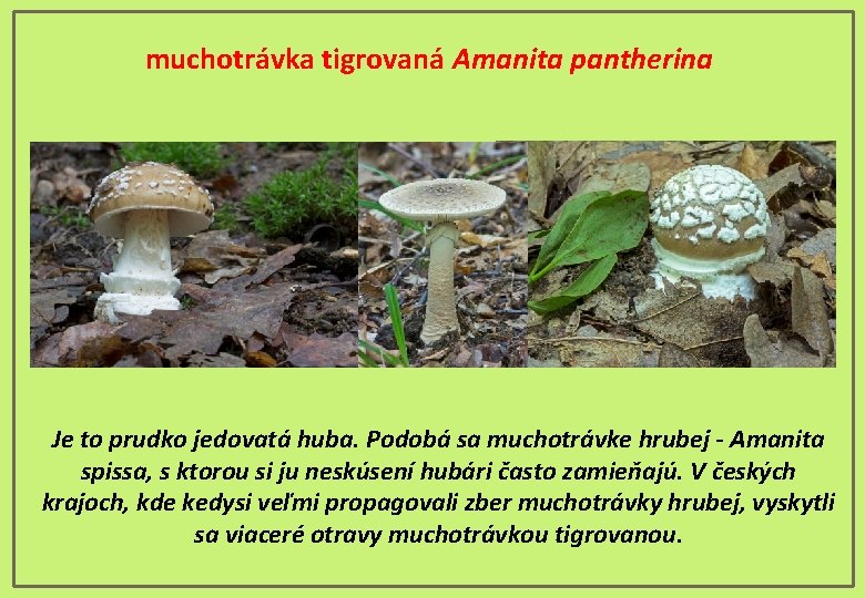 muchotrávka tigrovaná Amanita pantherina Je to prudko jedovatá huba. Podobá sa muchotrávke hrubej -