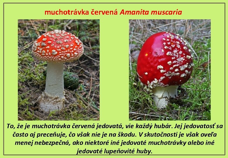 muchotrávka červená Amanita muscaria To, že je muchotrávka červená jedovatá, vie každý hubár. Jej