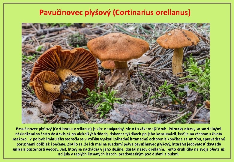 Pavučinovec plyšový (Cortinarius orellanus) je síce nenápadný, ale o to zákernejší druh. Príznaky otravy