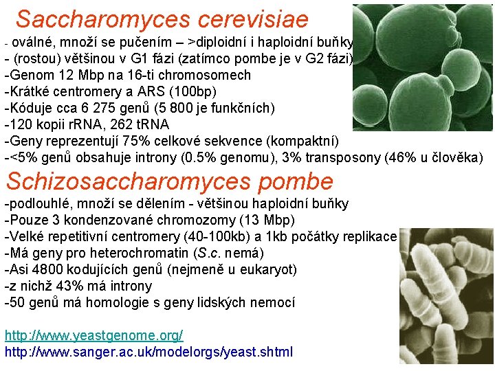 Saccharomyces cerevisiae - oválné, množí se pučením – >diploidní i haploidní buňky - (rostou)