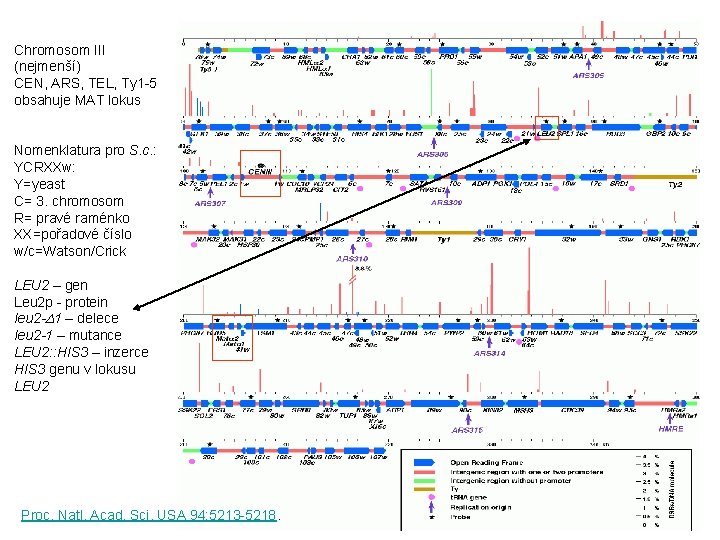 Chromosom III (nejmenší) CEN, ARS, TEL, Ty 1 -5 obsahuje MAT lokus Nomenklatura pro