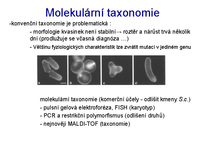 Molekulární taxonomie -konvenční taxonomie je problematická : - morfologie kvasinek není stabilní→ roztěr a