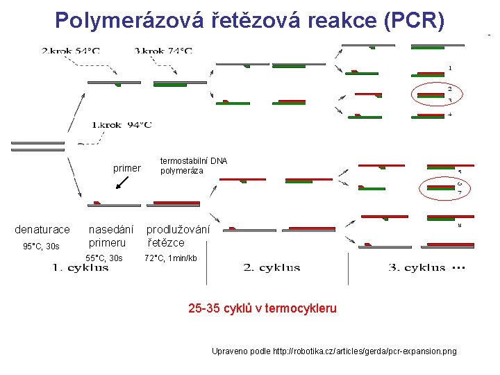 Polymerázová řetězová reakce (PCR) primer denaturace 95°C, 30 s nasedání primeru 55°C, 30 s