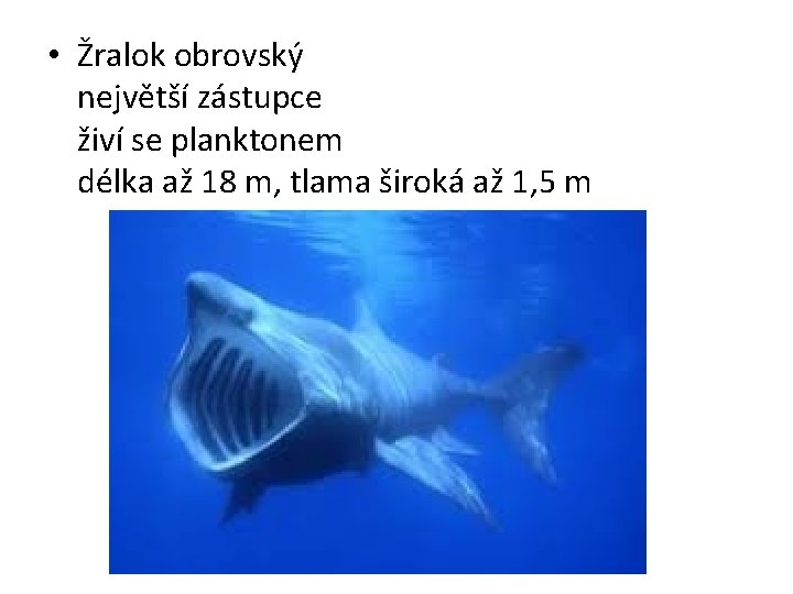  • Žralok obrovský největší zástupce živí se planktonem délka až 18 m, tlama