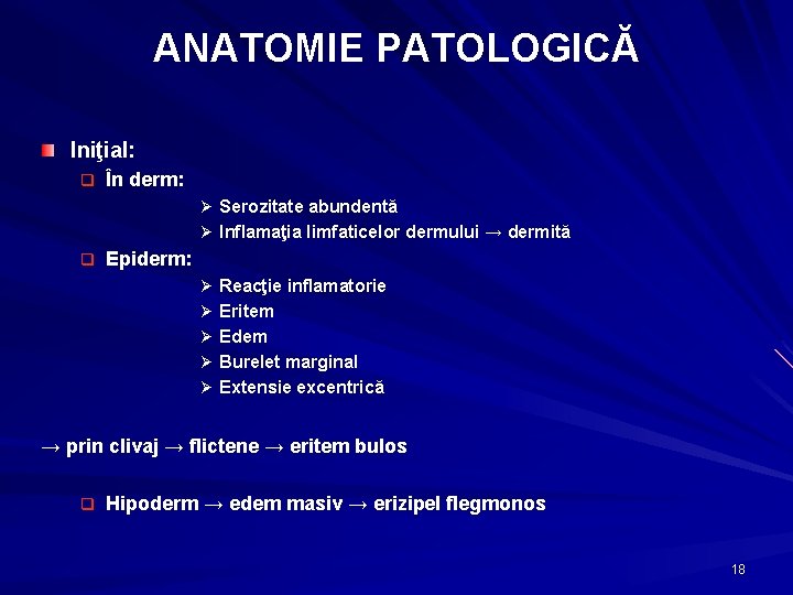 ANATOMIE PATOLOGICĂ Iniţial: q În derm: Ø Serozitate abundentă Ø Inflamaţia limfaticelor dermului →