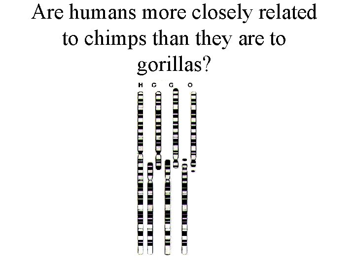 Are humans more closely related to chimps than they are to gorillas? 