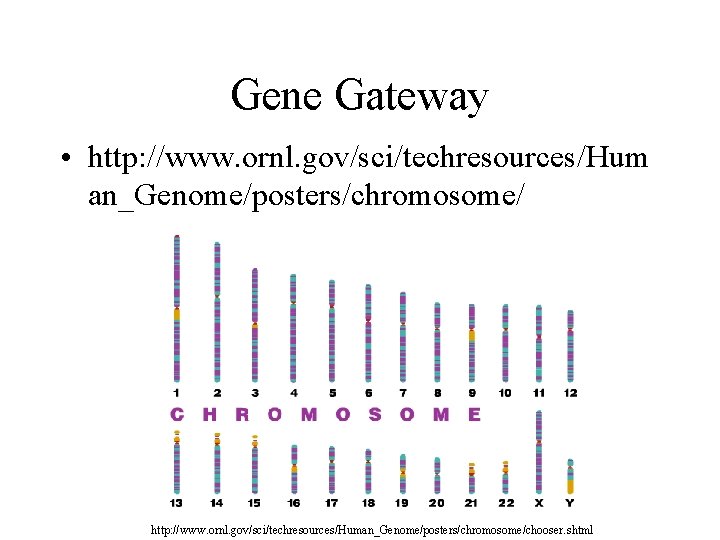 Gene Gateway • http: //www. ornl. gov/sci/techresources/Hum an_Genome/posters/chromosome/ http: //www. ornl. gov/sci/techresources/Human_Genome/posters/chromosome/chooser. shtml 