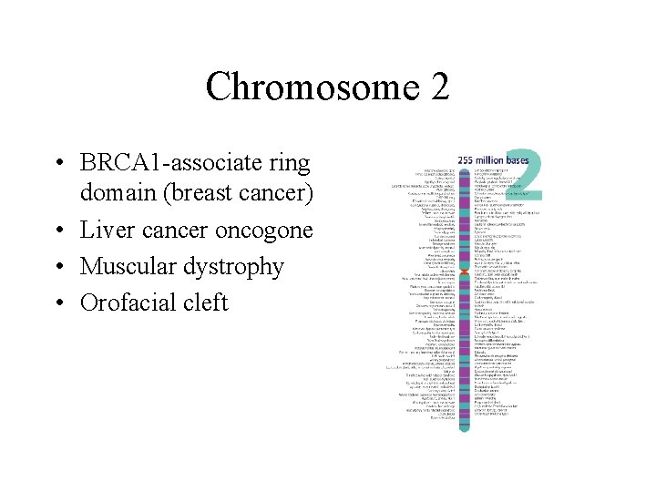 Chromosome 2 • BRCA 1 -associate ring domain (breast cancer) • Liver cancer oncogone