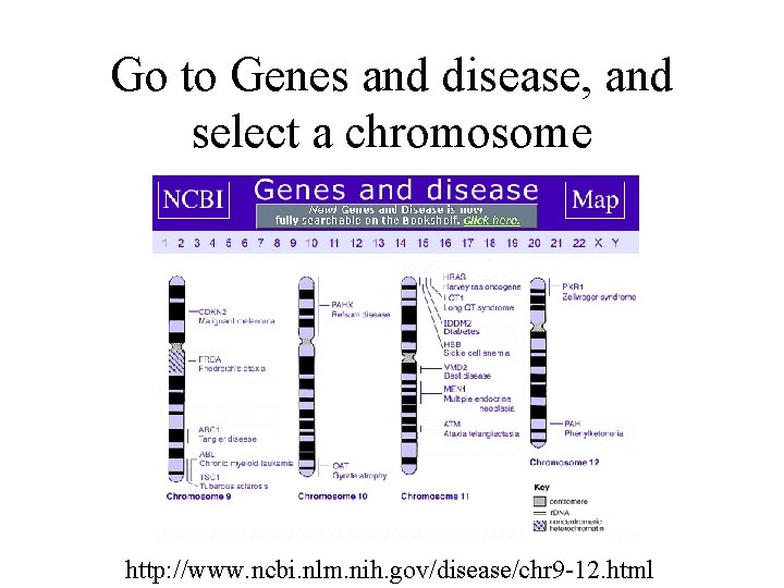 Go to Genes and disease, and select a chromosome http: //www. ncbi. nlm. nih.