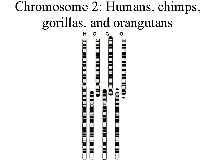 Chromosome 2: Humans, chimps, gorillas, and orangutans 