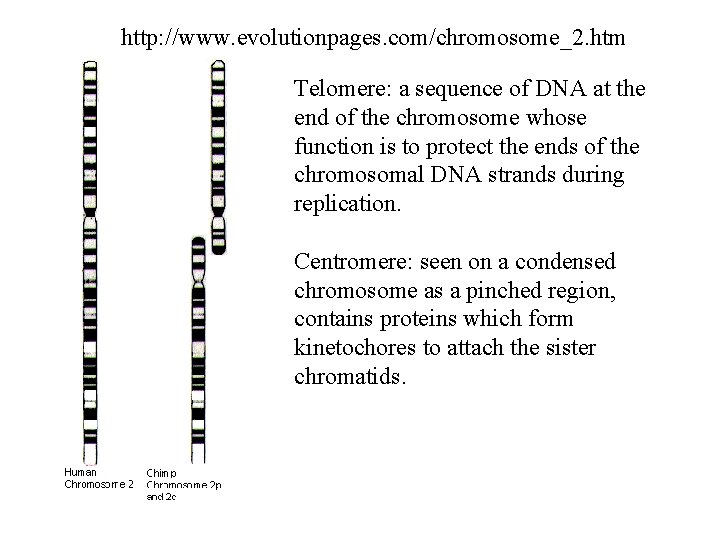 http: //www. evolutionpages. com/chromosome_2. htm Telomere: a sequence of DNA at the end of