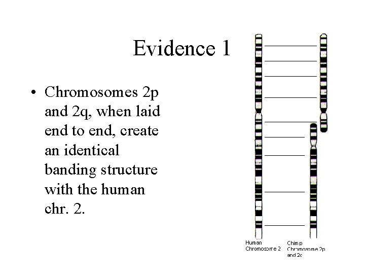 Evidence 1 • Chromosomes 2 p and 2 q, when laid end to end,