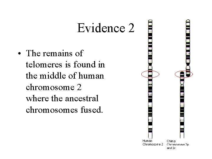 Evidence 2 • The remains of telomeres is found in the middle of human