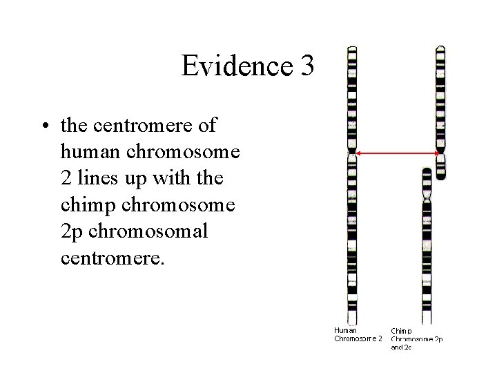 Evidence 3 • the centromere of human chromosome 2 lines up with the chimp