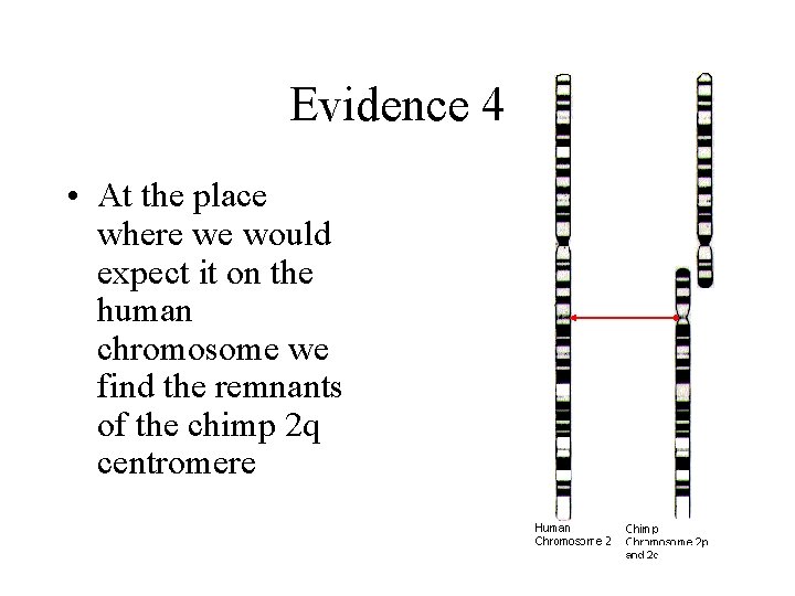 Evidence 4 • At the place where we would expect it on the human