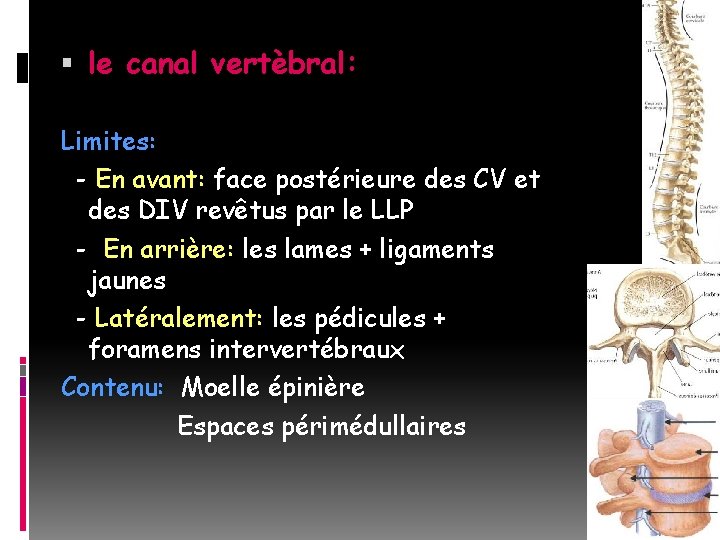  le canal vertèbral: Limites: - En avant: face postérieure des CV et des