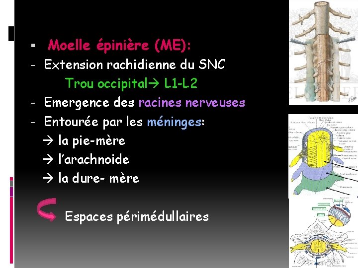  Moelle épinière (ME): - Extension rachidienne du SNC Trou occipital L 1 -L