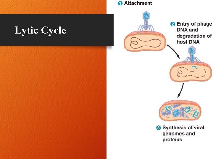 Lytic Cycle 10 