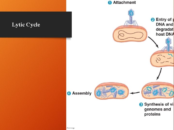Lytic Cycle 11 
