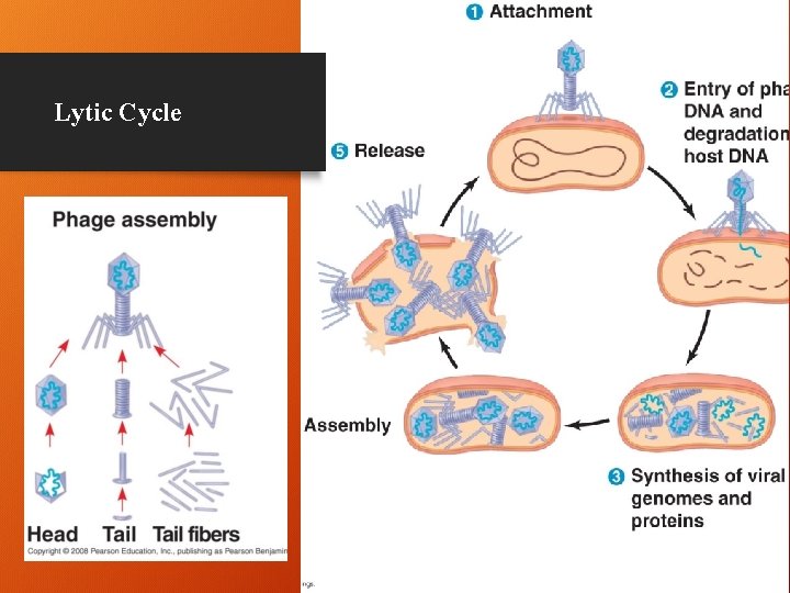 Lytic Cycle 12 