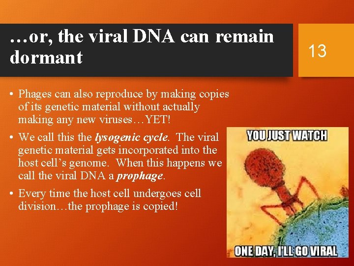…or, the viral DNA can remain dormant • Phages can also reproduce by making
